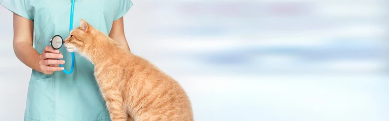 Atendimento 24 horas veterinário