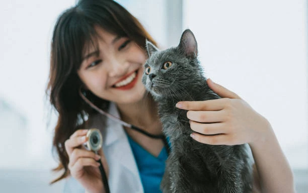 Atendimento veterinário 24 horas em Hortolândia