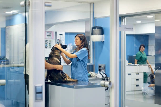 Check up veterinário em Hortolândia