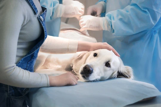 Clínica 24 horas para cachorro