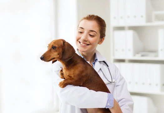 Clínica de cachorro 24 horas
