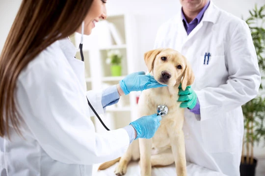 Clínica de cachorro 24 horas em Sumaré