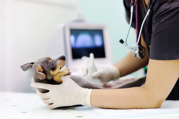 Clínica emergência veterinária