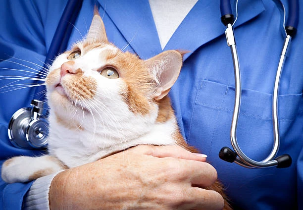 Clínica especialista em gatos em Hortolândia