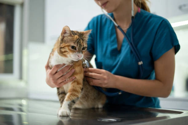 Clínica especialista em gatos em Hortolândia