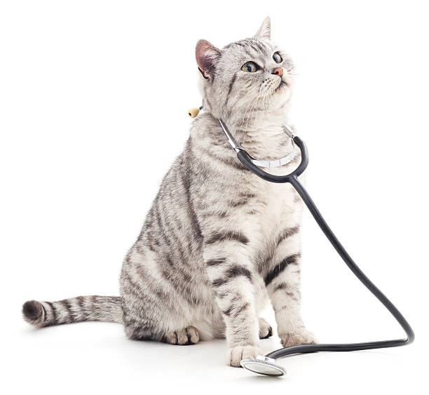 Clínica veterinária 24 horas