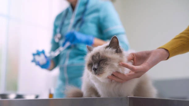 Clínica veterinária 24h em Sumaré