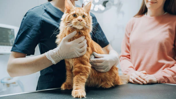 Clínica veterinária especializada em gatos