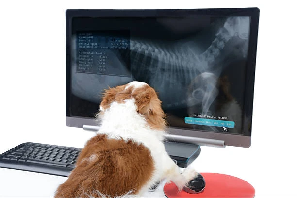 Clínica veterinária com raio x