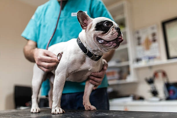 Clínica veterinária de urgência