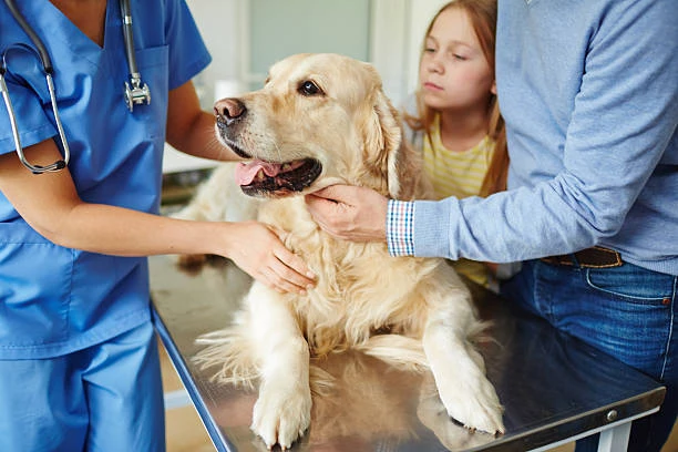 Consulta clínica veterinária