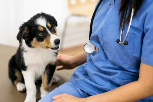 Consulta neurologia veterinária