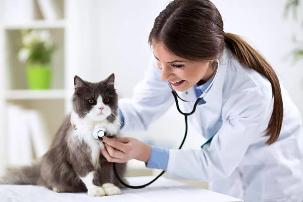 Consulta veterinária para gatos