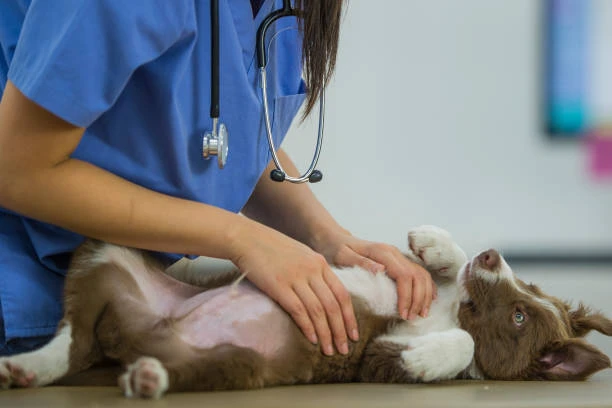 Consulta veterinária preço