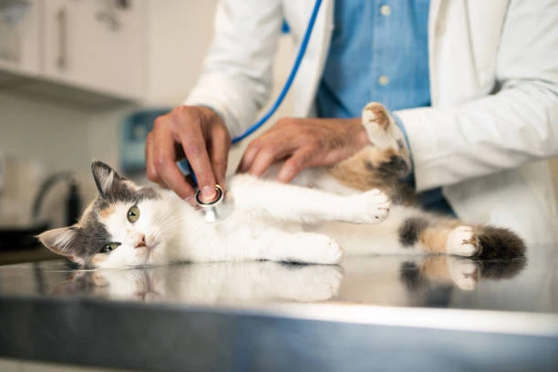 Consulta com veterinário preço