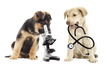 Imagem ilustrativa de Consultório veterinário