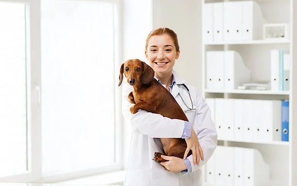 Diagnóstico veterinário em Hortolândia