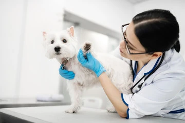 Emergência veterinária 24 horas em Hortolândia