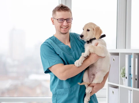Emergência veterinária 24 horas em Sumaré