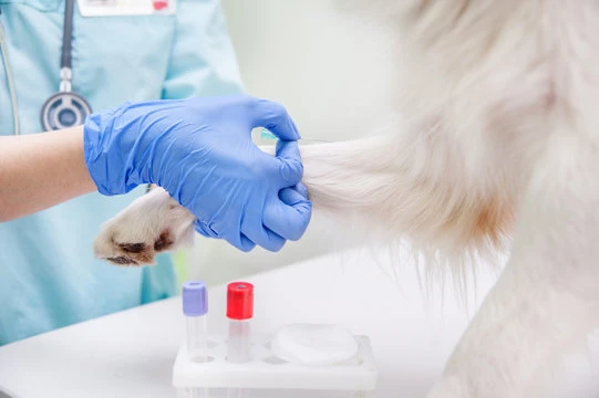 Exame de sangue em animais