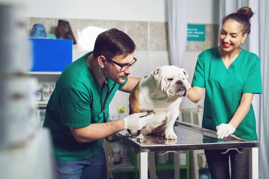 Exames para animais em Hortolândia