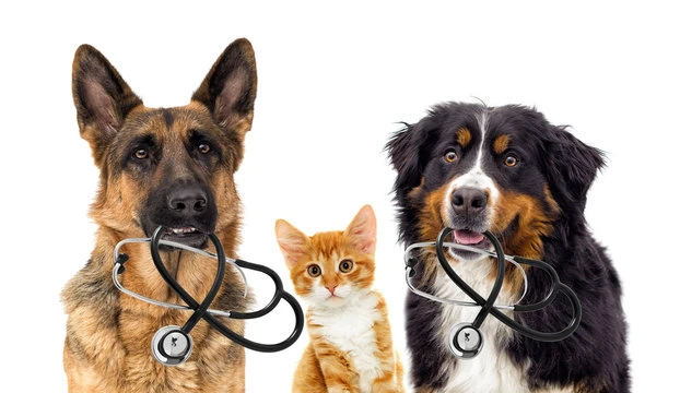 Exames para animais em Sumaré