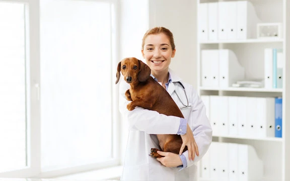 Exames check up cachorro preço