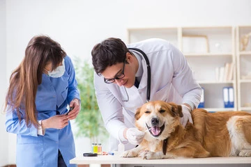 Exames laboratoriais cães