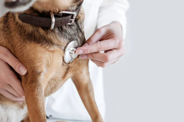 Internação de cachorro preço
