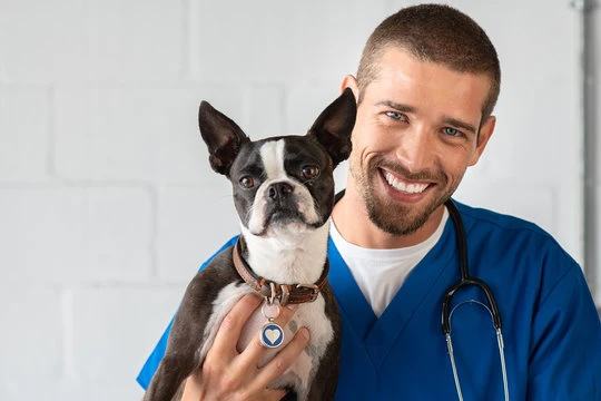 Internamento de cães