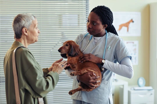 Médico veterinário 24 horas