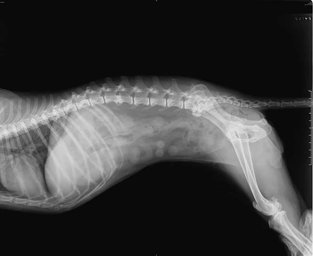 Raio x para cachorro