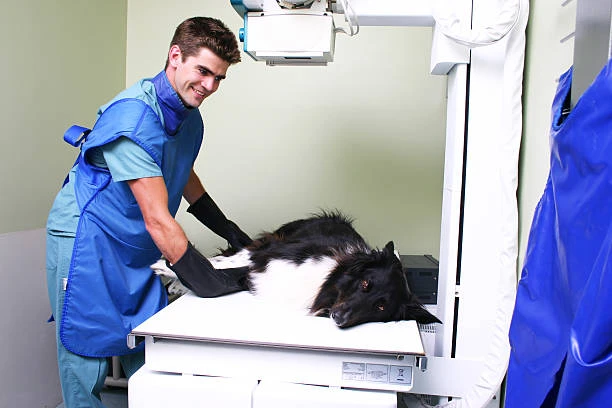 Raio x para cachorro em Hortolândia