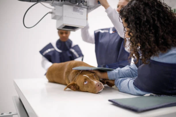 Raio x de cachorro preço