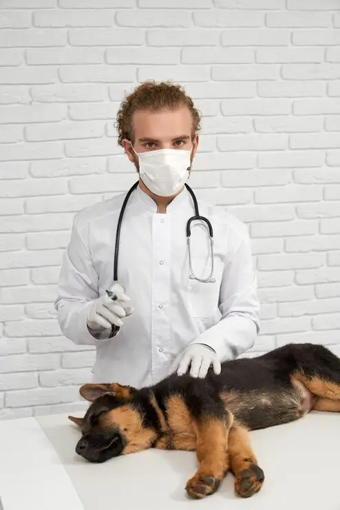 Tratamento veterinário hospitalar