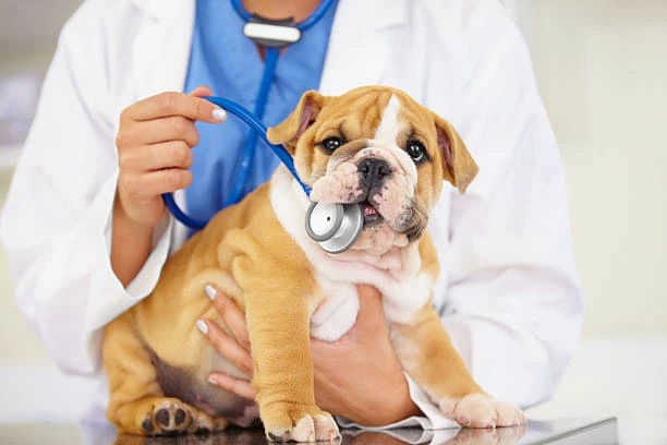 Veterinária emergência