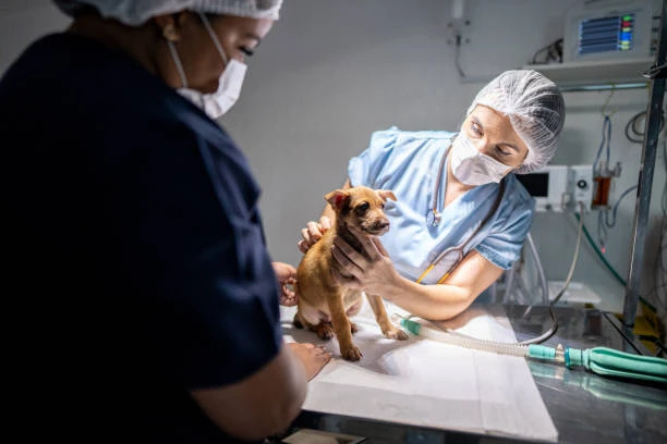 Veterinária emergência 24 horas