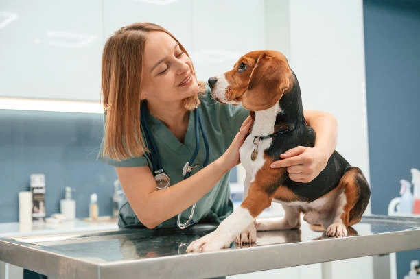 Veterinário 24 horas perto de mim