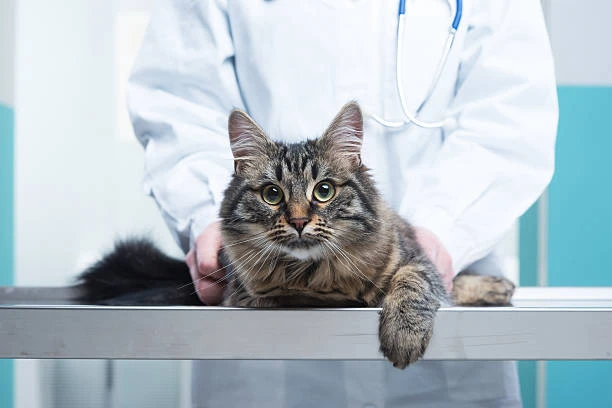 Veterinário especialista em gatos