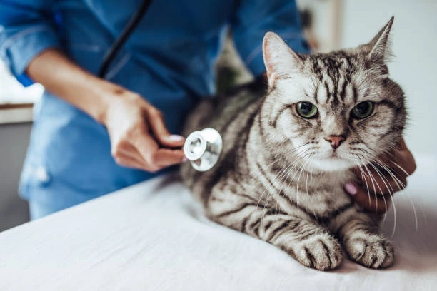 Veterinário especialista em gatos em Hortolândia