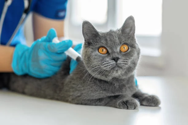 Veterinário especialista em gatos em Hortolândia