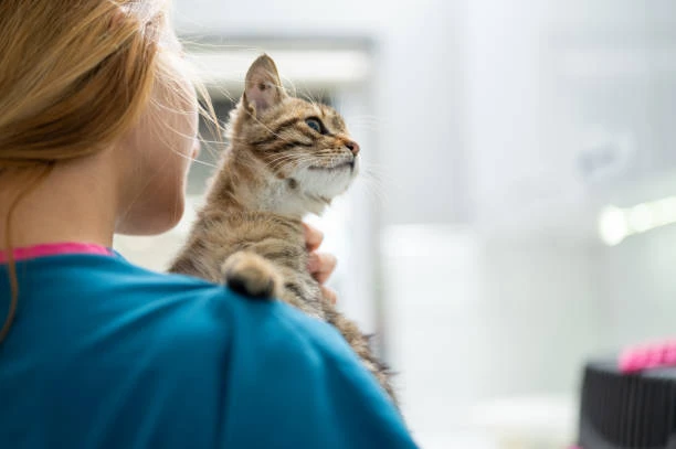 Veterinário especializado em felinos